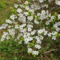 Цветение вишни :: Светлана 
