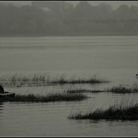 Туман не помеха... :: Aleksandr Gal