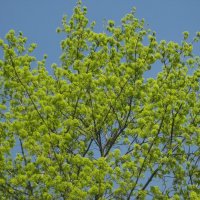 Клён в апреле :: Дмитрий Никитин