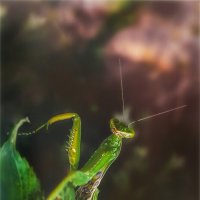 Модель.. :: AZ east3