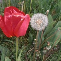 Тюльпан и одуванчик :: Наталья 