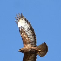 Канюк :: Владислав Иопек