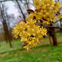 Клён :: Сапсан 