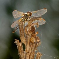 немного про стрекоз 8 :: Александр Прокудин немного про стрекоз 8 :: Александр Прокудин