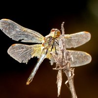 немного про стрекоз 10 :: Александр Прокудин