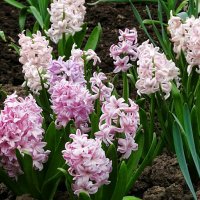 Городские цветы :: Милешкин Владимир Алексеевич 