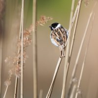 Тростниковая овсянка. :: Владимир Безбородов Тростниковая овсянка. :: Владимир Безбородов