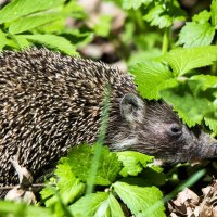 *** :: Владимир Безбородов *** :: Владимир Безбородов