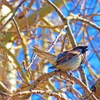 Май...Нефтеюганский чик-чирик! :: Владимир 