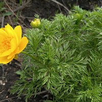 Адонис весенний :: Любовь Сахарова