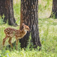 Олень :: SanSan 
