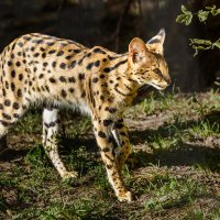 Сервал :: SanSan 