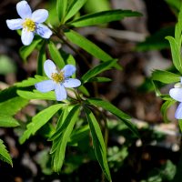 Ветреница голубая :: Татьяна Лютаева