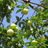 Мармарис  июнь  Турция :: Елена Шаламова