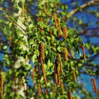 Берёза в апреле :: Людмила Смородинская