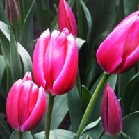 Красавцы :: Людмила Смородинская Красавцы :: Людмила Смородинская