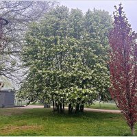 Черёмуха туманным утром. :: Валерия Комова Черёмуха туманным утром. :: Валерия Комова