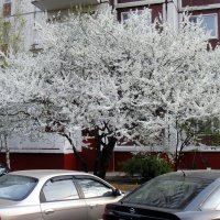 Вишня в цвету – несказанное чудо! :: Ольга Довженко Вишня в цвету – несказанное чудо! :: Ольга Довженко