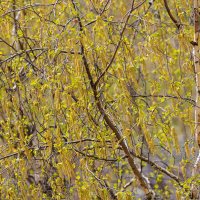 Ветки берёзы в апреле :: Александр Синдерёв