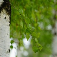 Белая березка :: александр 