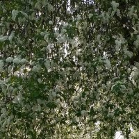 *** :: Валентина Береснева