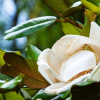 Цветок :: Геннадий Фадеев