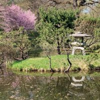 Весна в Японском саду :: ИРЭН@ .