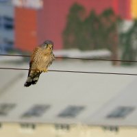 Сокол Пустельга :: Сеня Белгородский Сокол Пустельга :: Сеня Белгородский