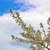 В небесах :: Светлана 