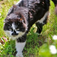 Страшный-страшный зверь... :: Светлана Страшный-страшный зверь... :: Светлана