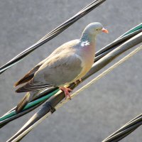 Лесной голубь :: Сеня Белгородский