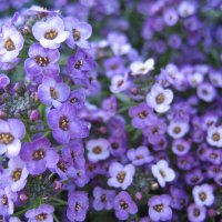 Алиссум :: Anna Ivanova