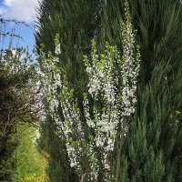 Слива цветёт :: Владимир Кроливец