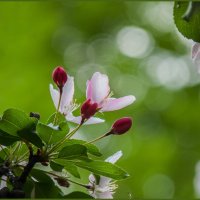 Весеннее цветение :: Наталья Rosenwasser