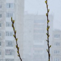 Апрель. :: Наталья 