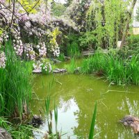 Глициния :: Tata Wolf