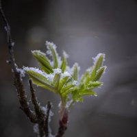 **** :: Елизавета .