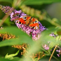 маленькие радости :: Олег Лукьянов