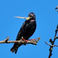 Скворец несёт в дупло подарок для любимой! :: Восковых Анна Васильевна 