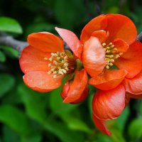 Цвет японской айвы в городе :: Милешкин Владимир Алексеевич Цвет японской айвы в городе :: Милешкин Владимир Алексеевич