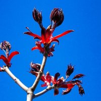 Ветка красного клёна :: Милешкин Владимир Алексеевич 