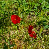 Маки :: Анатолий Чикчирный Маки :: Анатолий Чикчирный