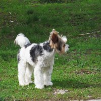 пёс :: Елена Шаламова пёс :: Елена Шаламова