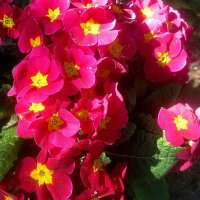 Примулы :: Елена Семигина