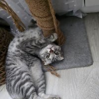 Шалун Боря :: Ольга Довженко