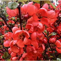 Цветёт айва японская. :: Валерия Комова