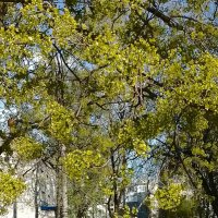 *** :: Валентина Береснева