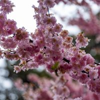 *** :: Дмитрий Лупандин