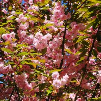 Цветет Вишня мелкопильчатая :: Рита Симонова