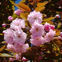 Цветет Вишня мелкопильчатая :: Рита Симонова